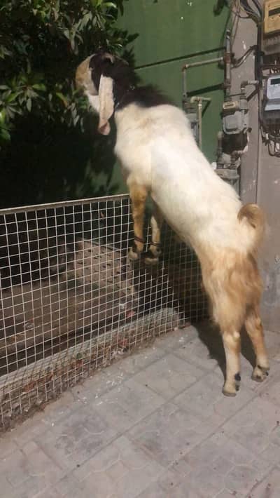 4 daant male goat available for sale