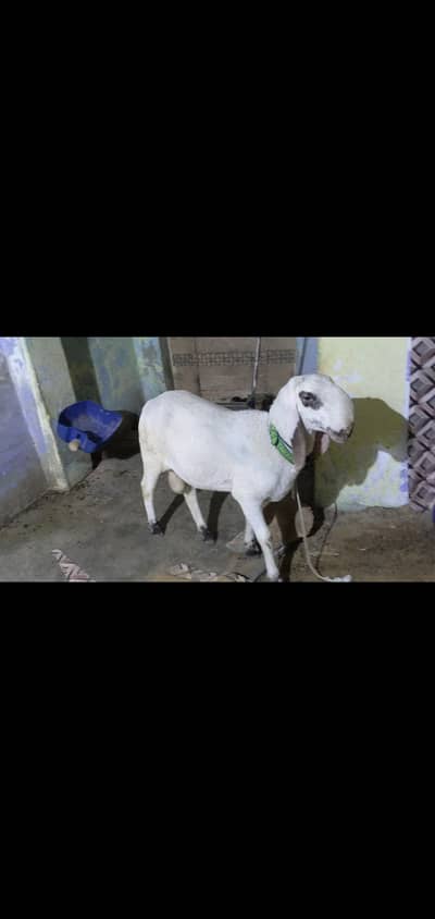 LARKANA DUMBA2 dant