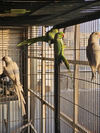 Ringneck Necks Breeder Pairs