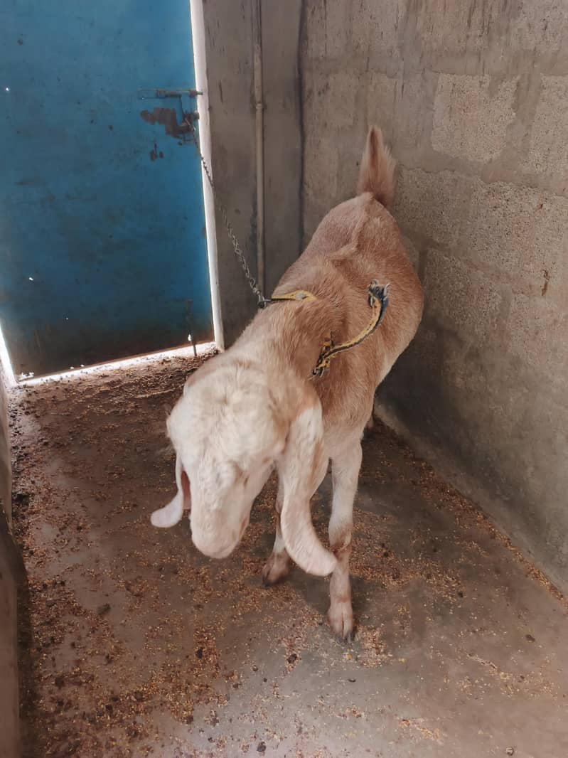 bast for bakra eid 0