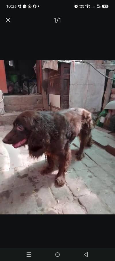 need male for matting