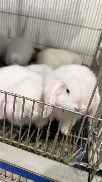 Holland Lop bunnies