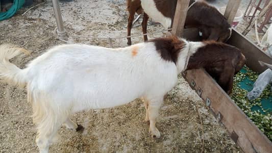Bakra for Qurbani
