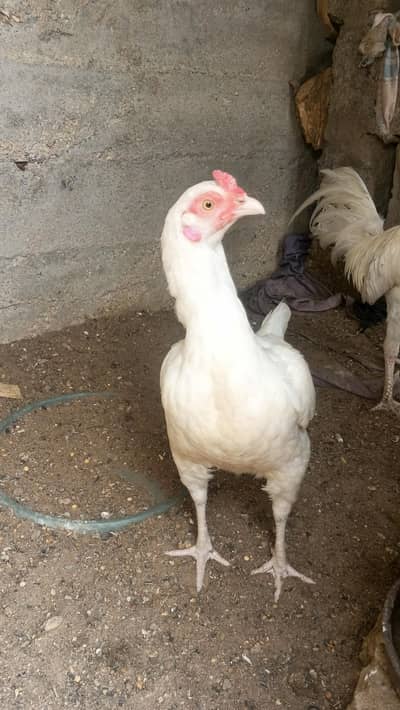 WHITE HEERA