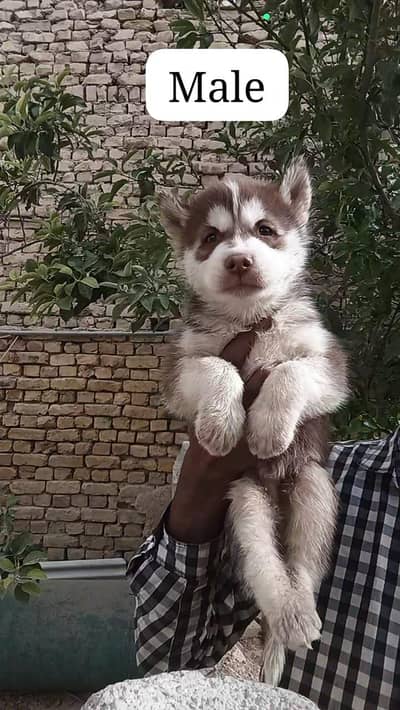 pureSiberian husky puppies available green eyes