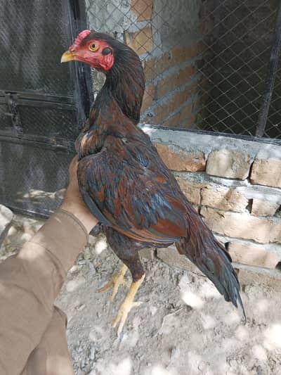 Mianwali aseel patha for sale