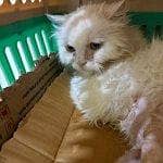 we are looking for good home for our mano