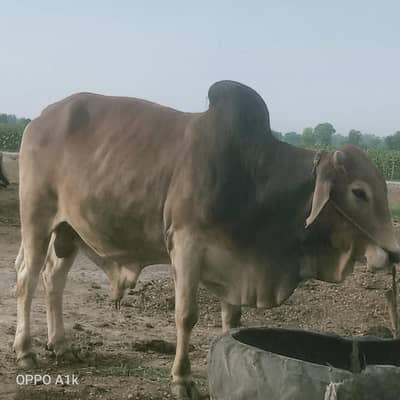 Brown Bull /desi Bachra /donda wacha| Qurbani 2026