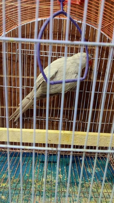 silver ringneck female breeder