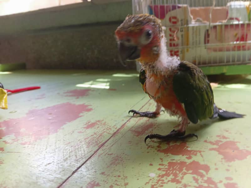 jhanda conure 4