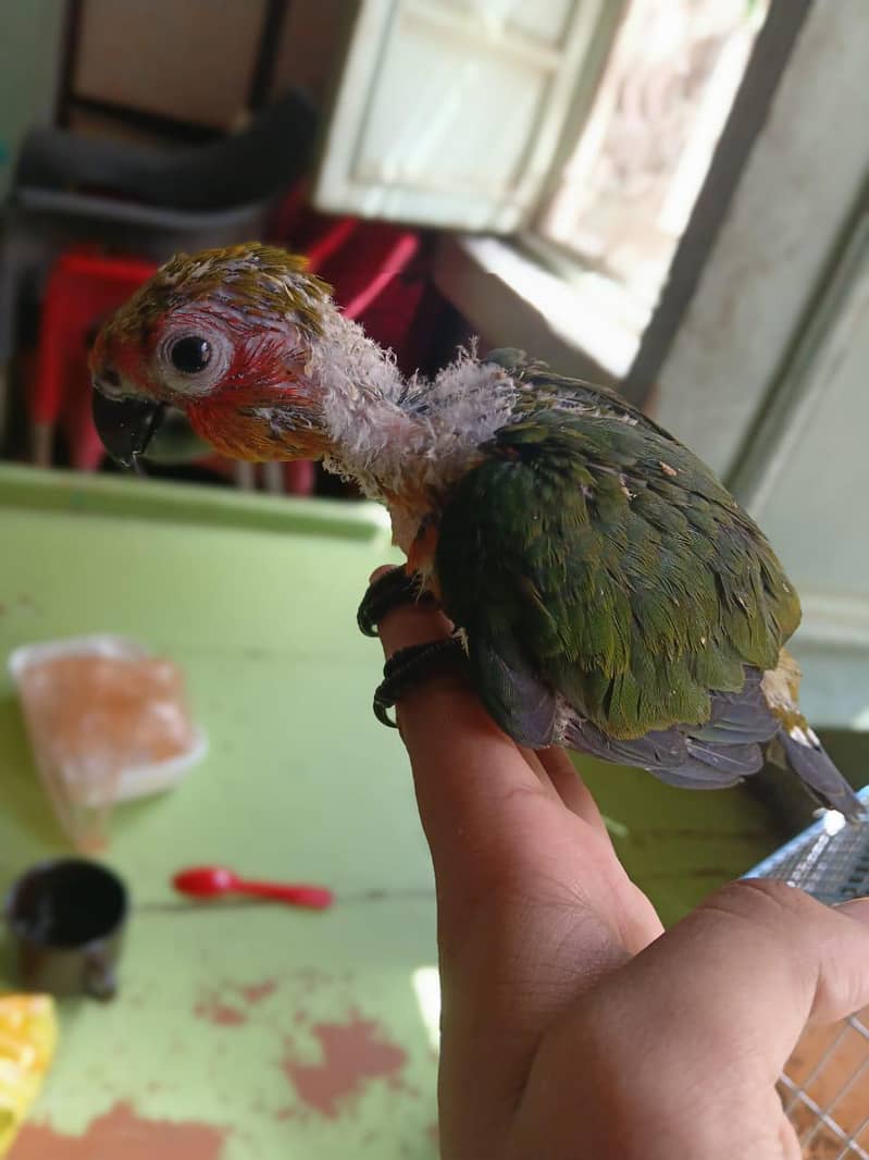 jhanda conure 5