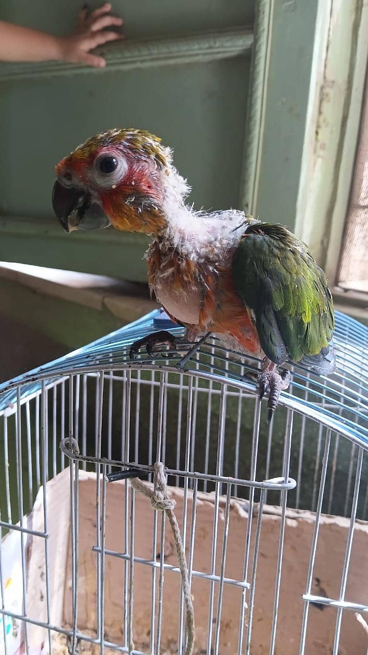 jhanda conure 6