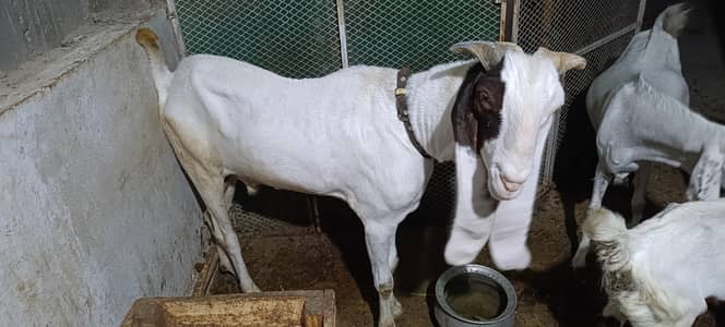 gulabi pasa