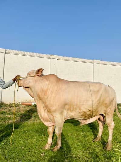 Nukra Bull
