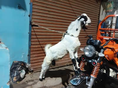 bakra do dant