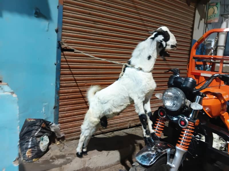 bakra do dant 0