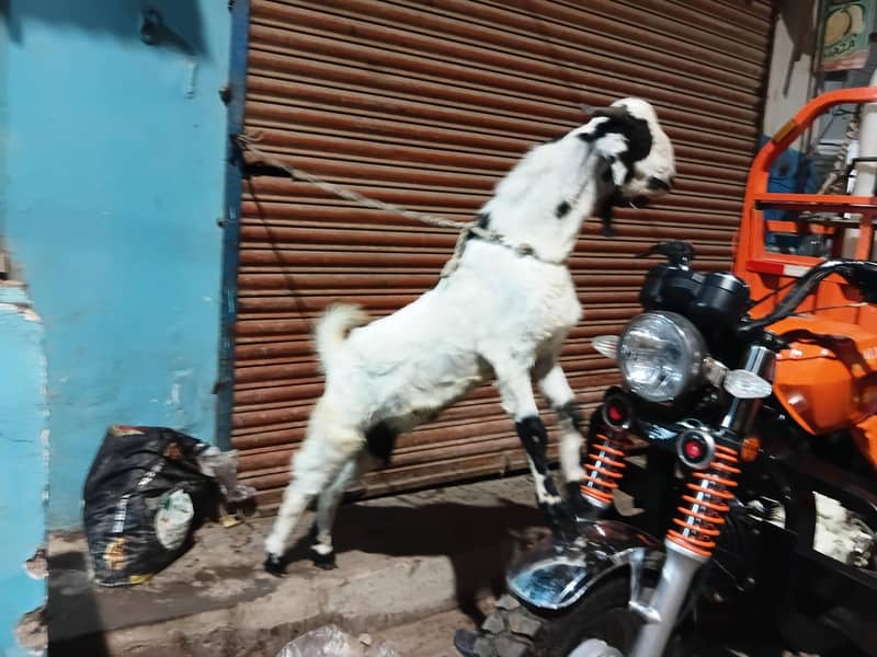 bakra do dant 1