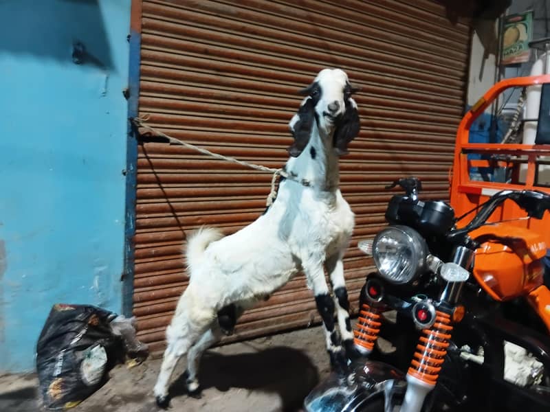 bakra do dant 2