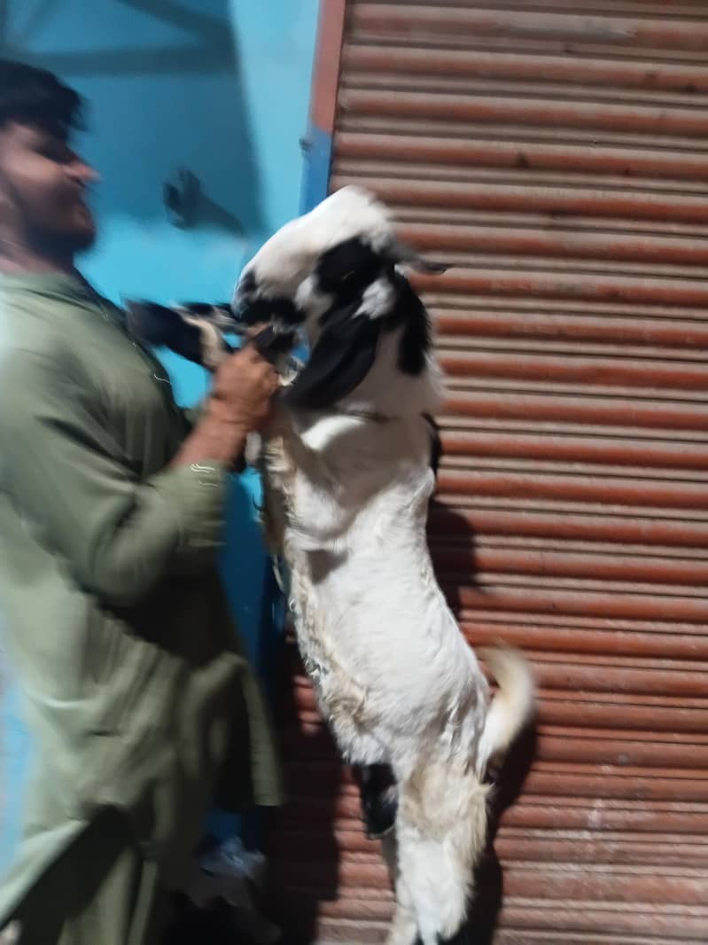 bakra do dant 3
