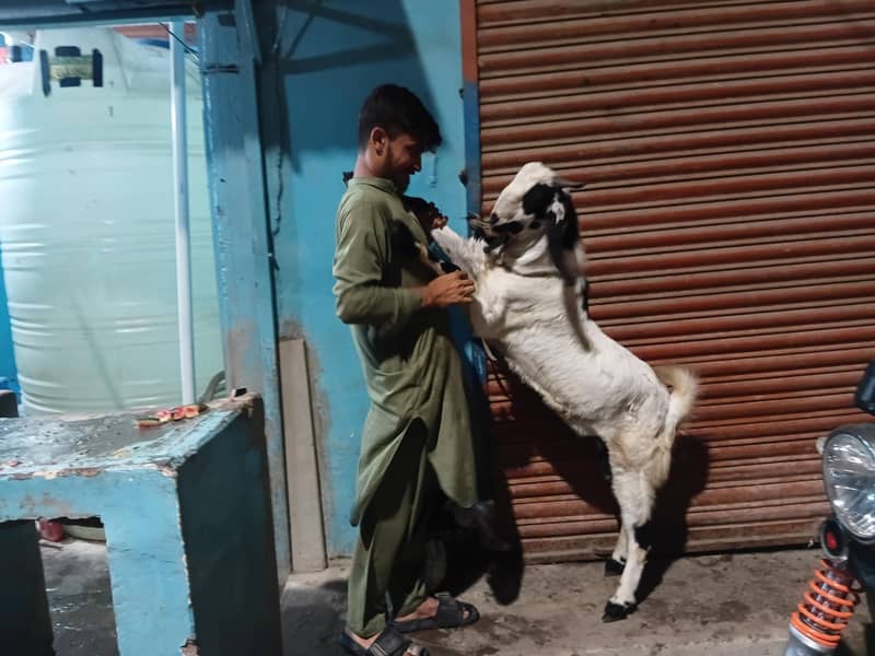 bakra do dant 4