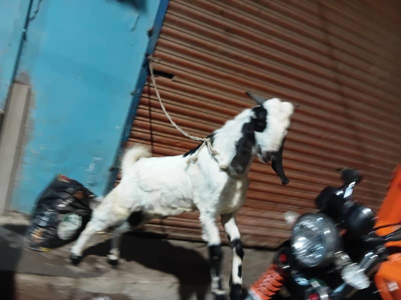 bakra do dant 5