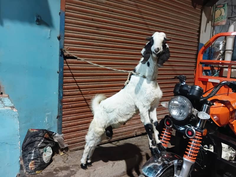 bakra do dant 6