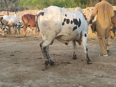 starting Rs 900/kg - qarbani Kay janwar supreme quality and best rates