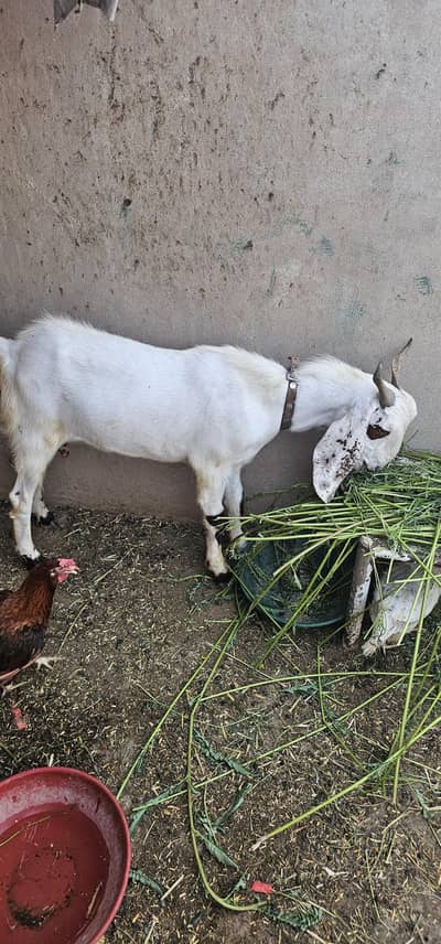qurbani ke liye bakra for sale