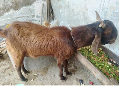 Khassi Bakra