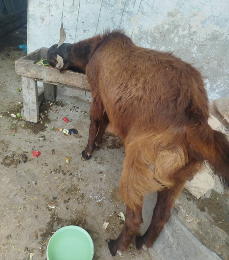 Khassi Bakra 2