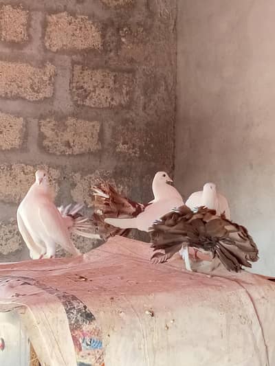 English fantail and  black mukhi