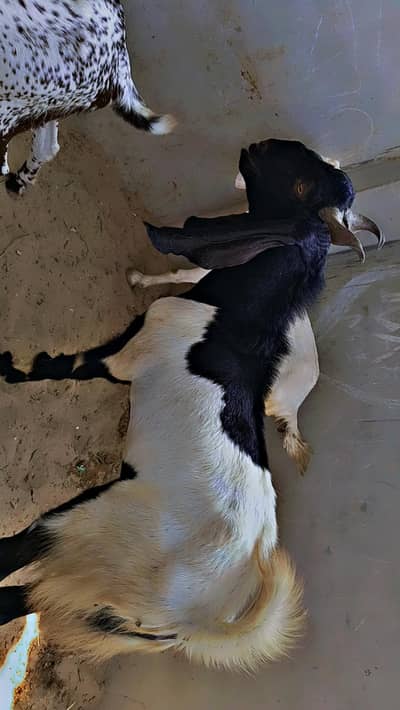 Bakra