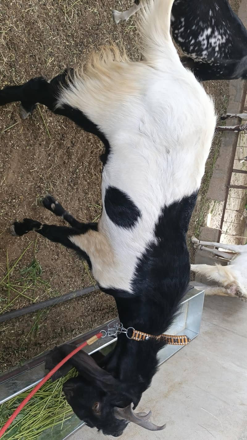 Bakra 1