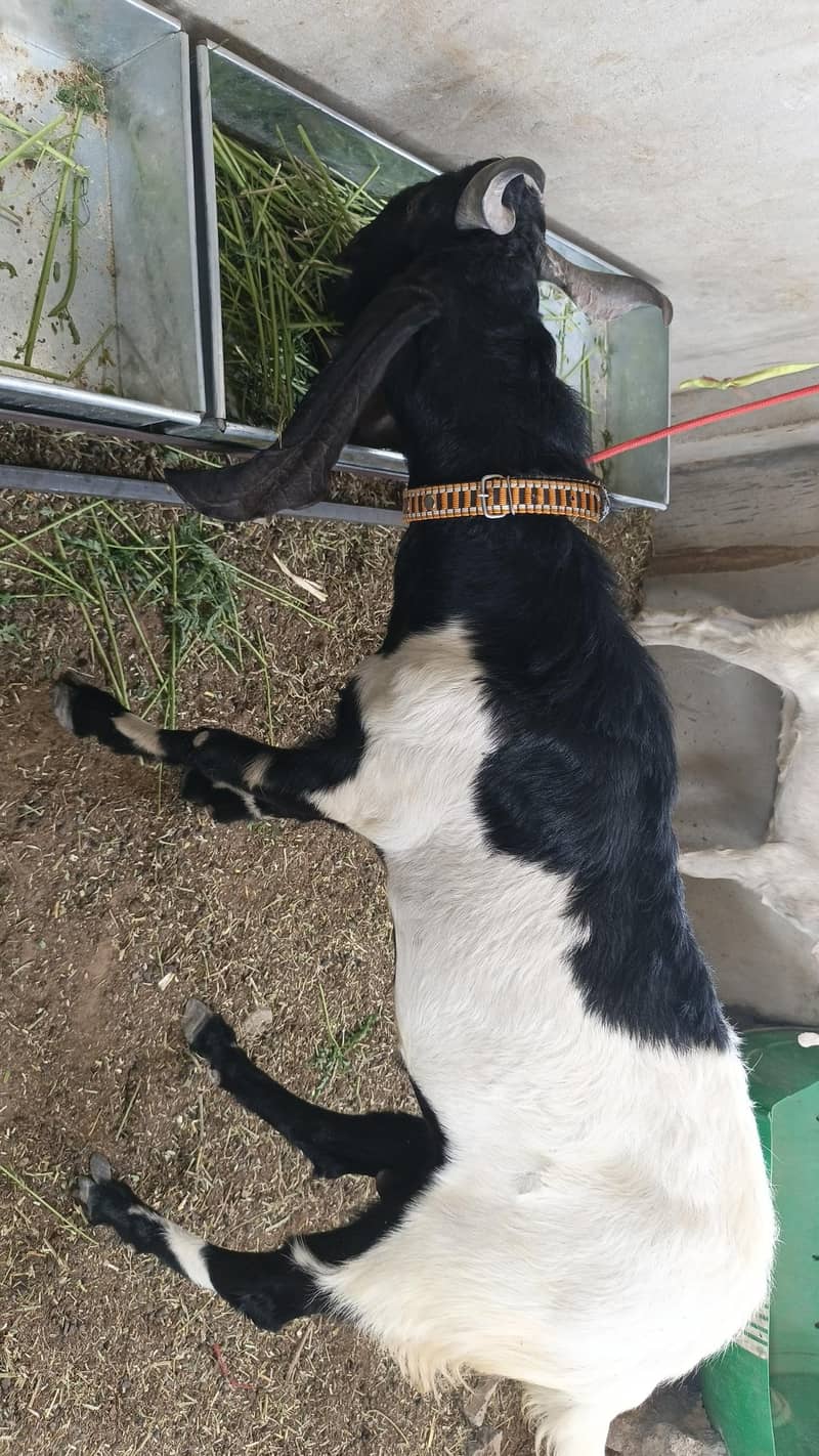 Bakra 2