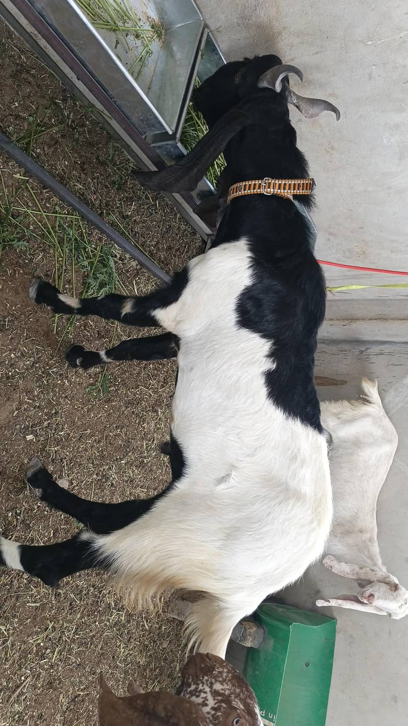 Bakra 3