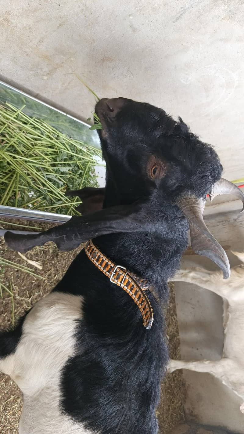 Bakra 4