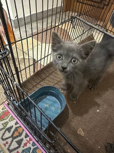 kitten looking for new home Lahore