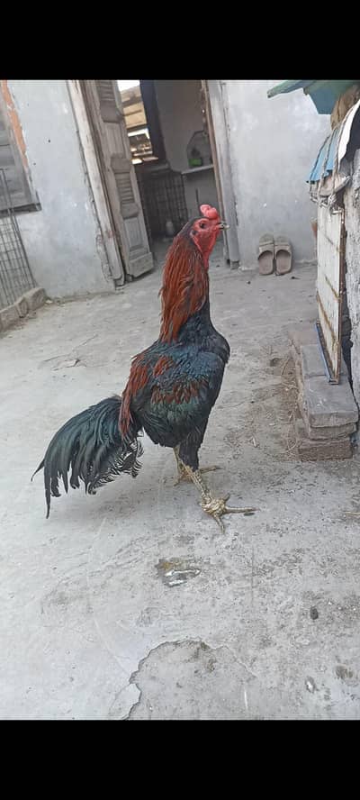 aseel thai murga black eyes black nok nalli and pakistani murgiya