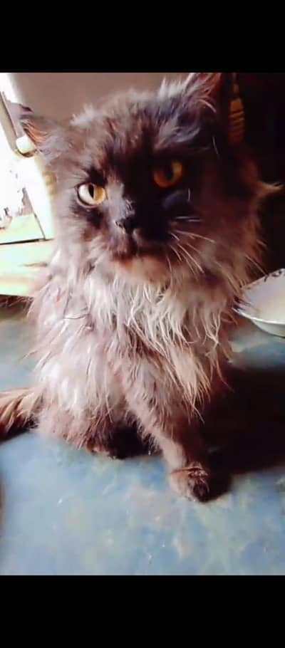 cat 