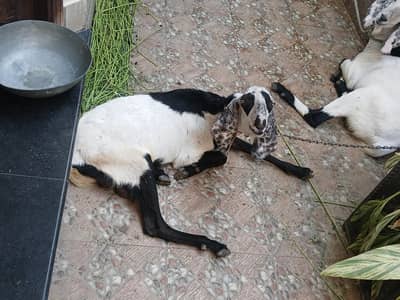 Healthy 2 Danda Bakra For Sale