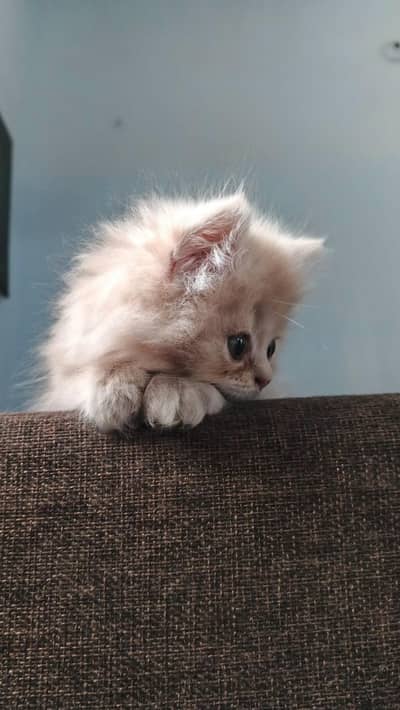 Persian Kitten | Persian Cat | Trained Healthy Friendly