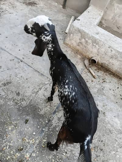 teddi bakri for sale do dant ki ha