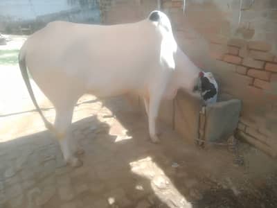 Qurbani bayra for sale