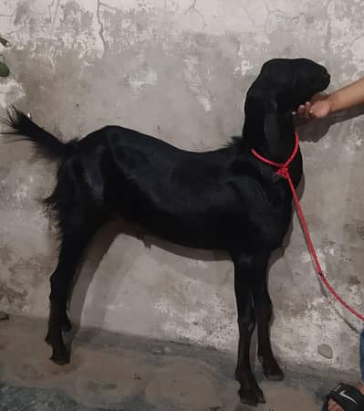 Donda Bakra Ghr Ka Plaa Howa. Khubsurat Bakra  Black Color Main.