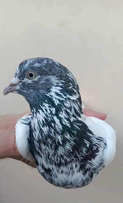 Male Pigeons available