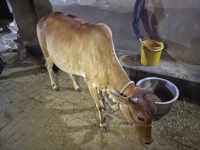 4dant gher ki Pali hui