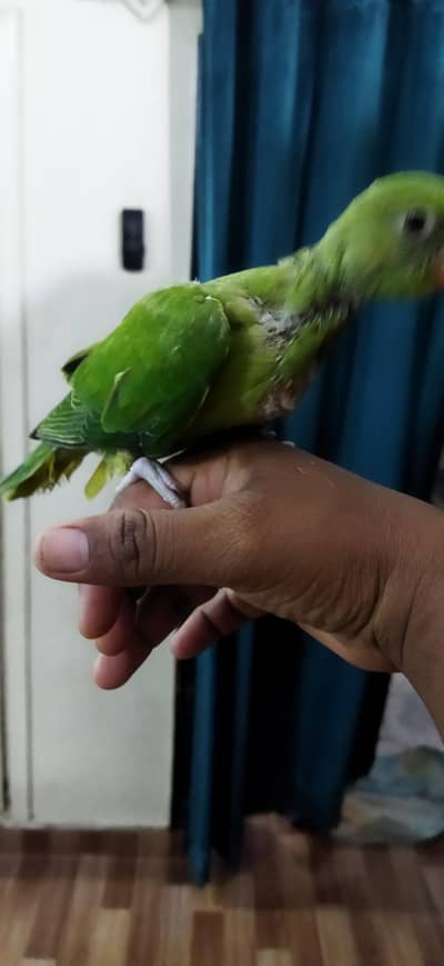 Green Ringneck Chicks