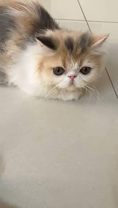 Triple Coated Female Calico Kitten Cat Persian Peke