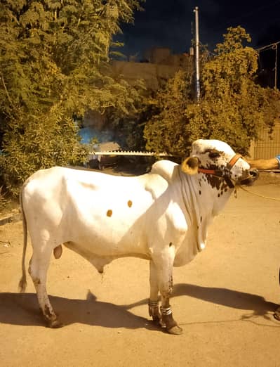 qurbani hissa available