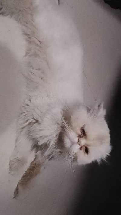 Persian Punched Faced Male